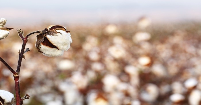 Cotton not much affected by US – China trade issue