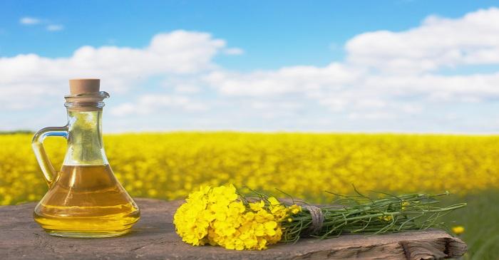 Canola oil gains due to low output