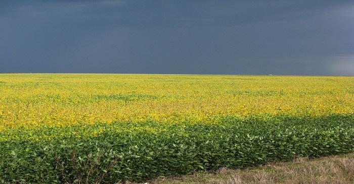Soybean futures higher and canola weaker on decline in exports