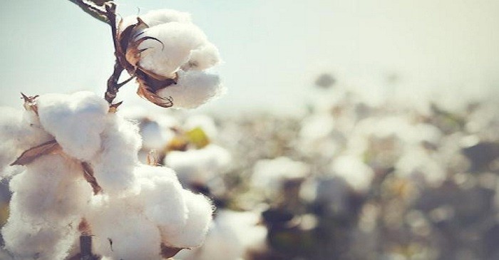 Cotton