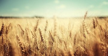 Wheat