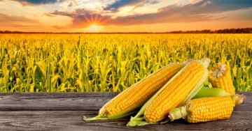 Corn